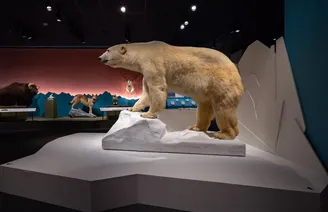 Charlie, a polar bear donated by SeaWorld, is one of the 17 taxidermy animals featured in the exhibit “On Thin Ice: Alaska’s Warming Wilderness” at th