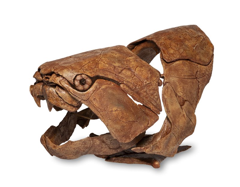 Placoderm Fish Skull (cast) Dunkleosteus marsaisi