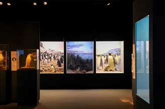 Penguin exhibition dioramas