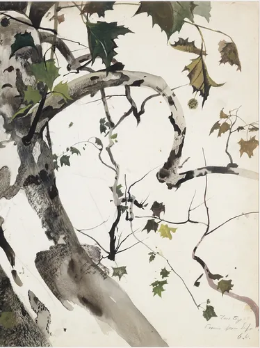 Andrew Wyeth, Buttonwood, Study for The Hunter